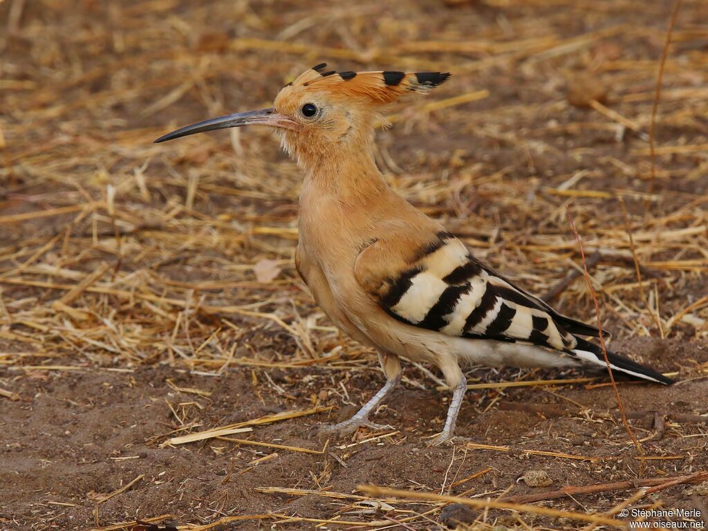 Huppe fasciéeadulte