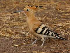 Eurasian Hoopoe