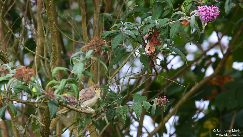 Melodious Warbler