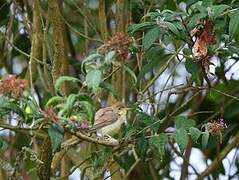 Melodious Warbler