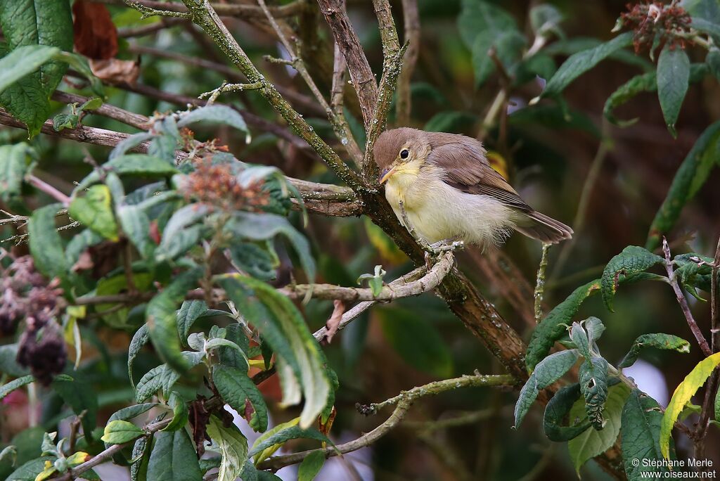 Melodious Warbler