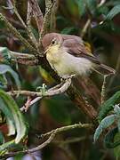 Melodious Warbler