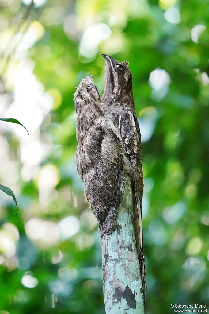 Long-tailed Potoo