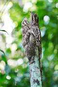 Long-tailed Potoo