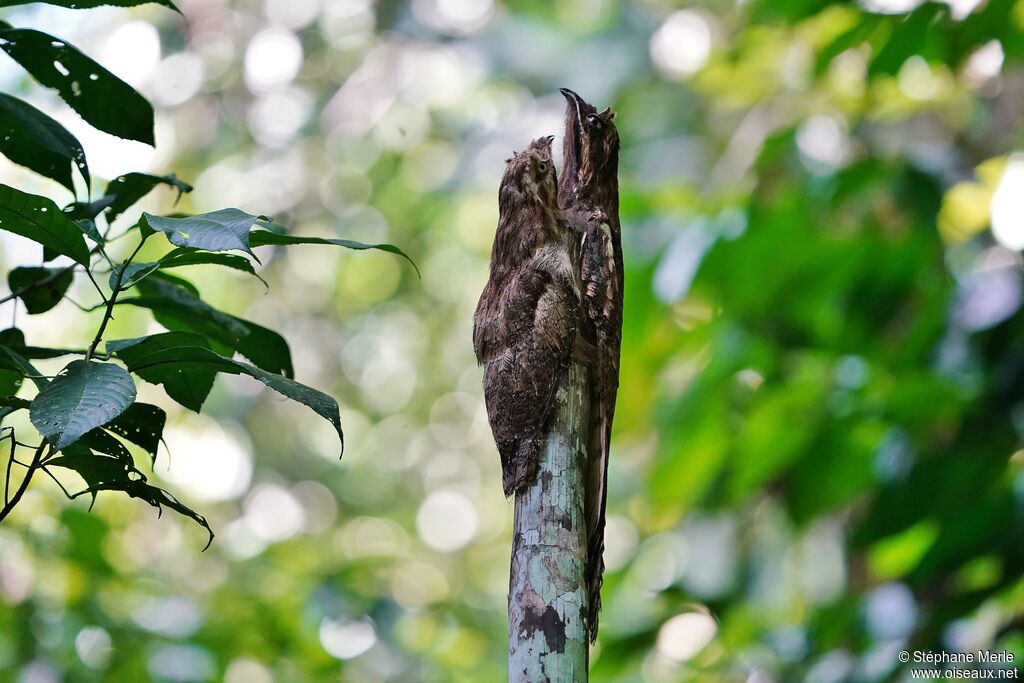 Long-tailed Potoo