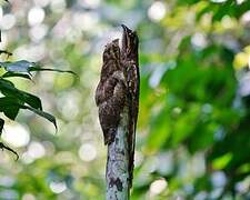 Long-tailed Potoo