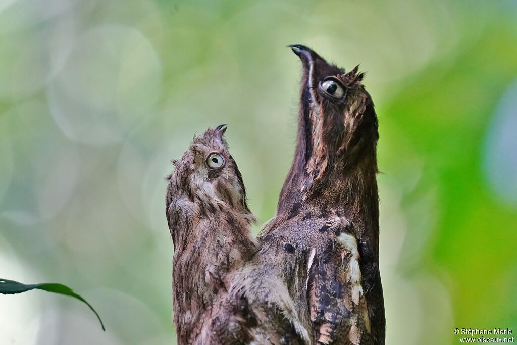 Long-tailed Potoo