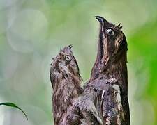 Long-tailed Potoo