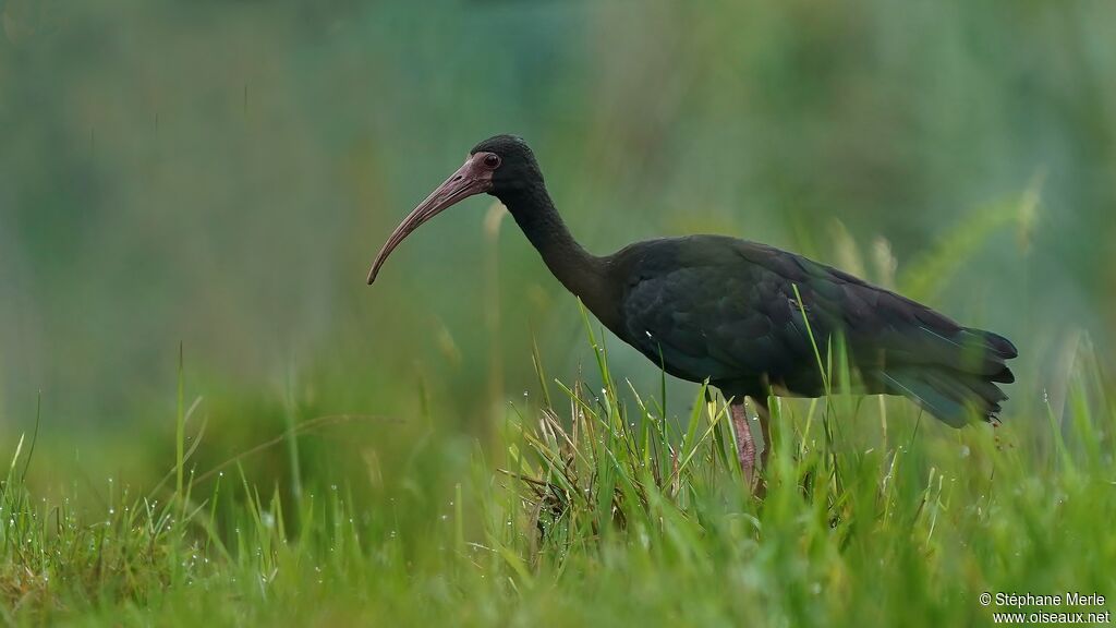 Ibis à face nueadulte