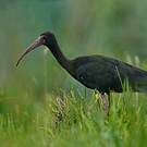 Ibis à face nue