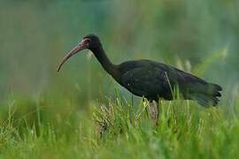 Ibis à face nue