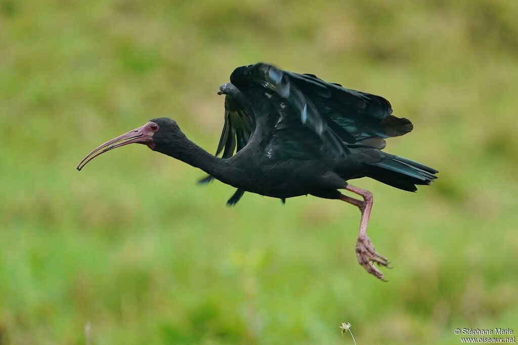 Ibis à face nueadulte