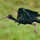 Ibis à face nue