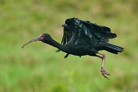 Ibis à face nue