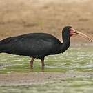 Ibis à face nue