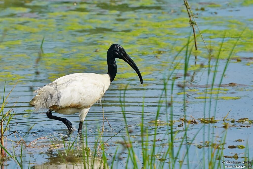 Black-headed Ibisadult