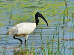 Ibis à tête noire