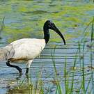 Ibis à tête noire