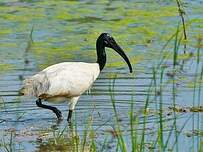 Ibis à tête noire