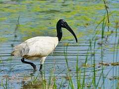 Black-headed Ibis