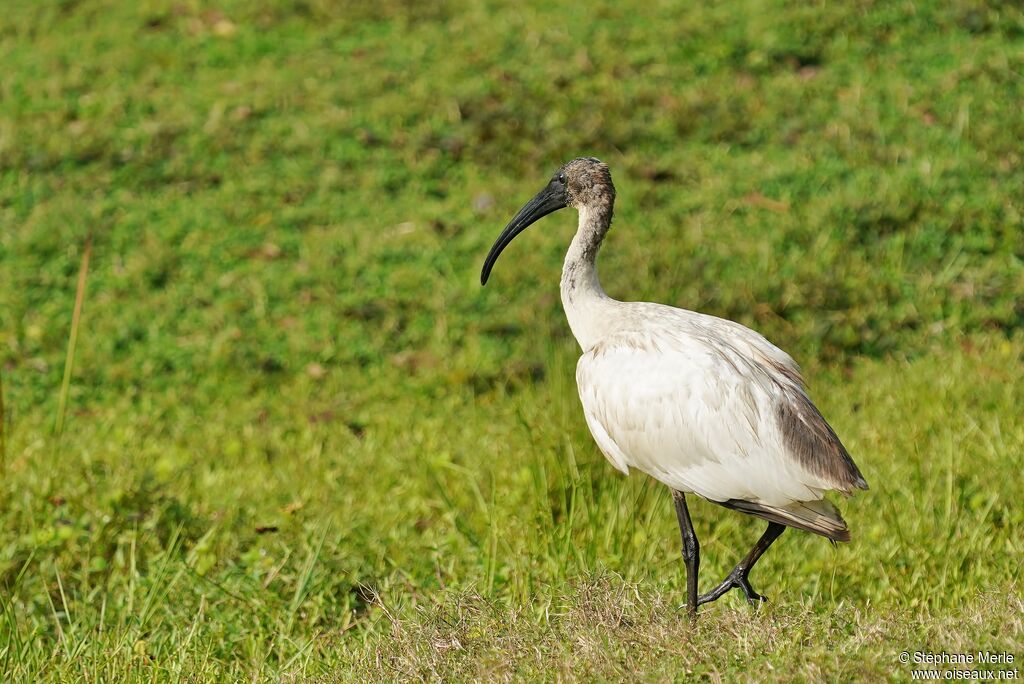 Ibis à tête noireimmature