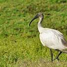 Ibis à tête noire