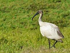 Black-headed Ibis