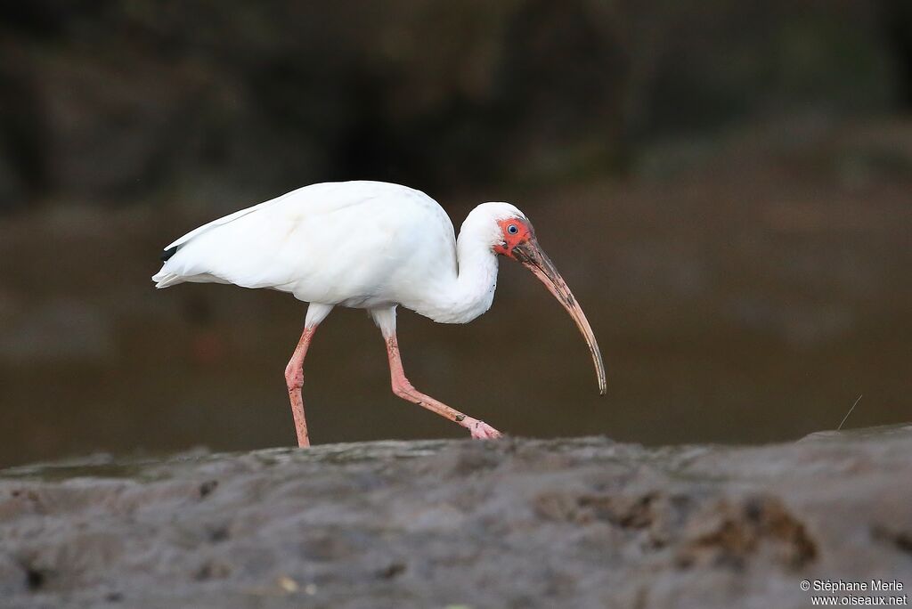 Ibis blancadulte