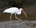 Ibis blanc