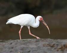 Ibis blanc