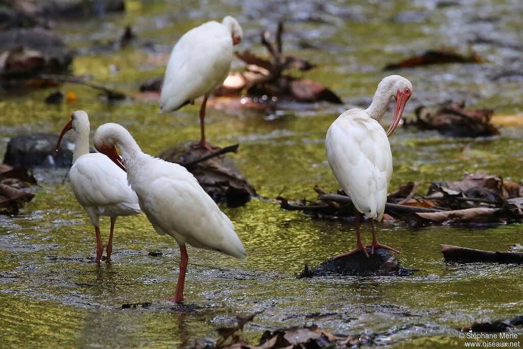 Ibis blancadulte