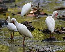 American White Ibis