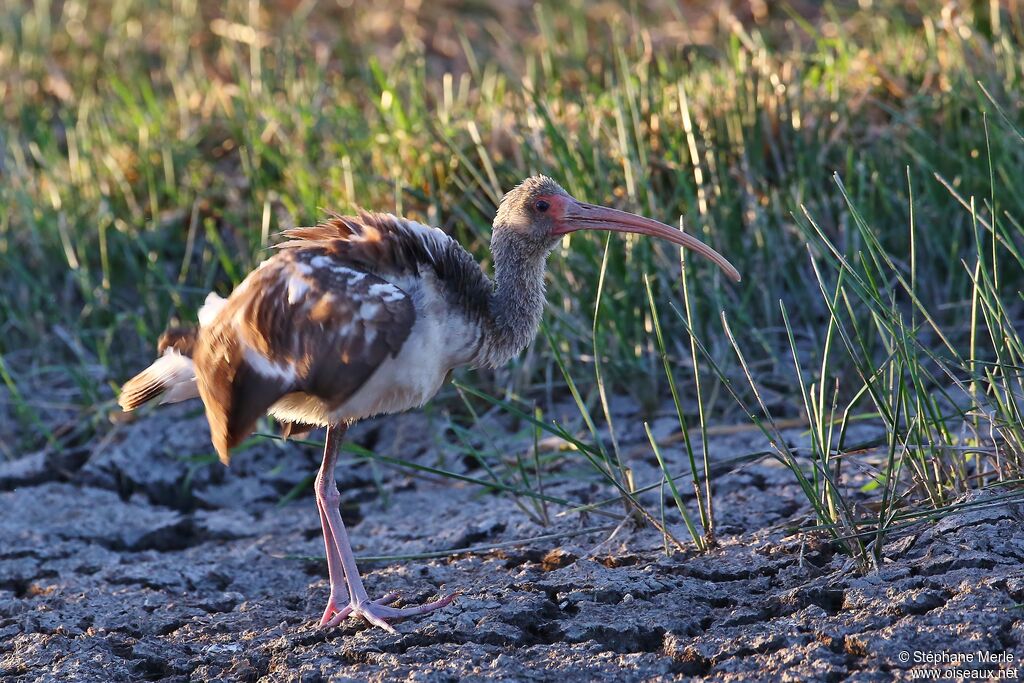 Ibis blancimmature