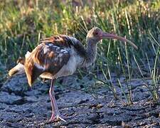 American White Ibis