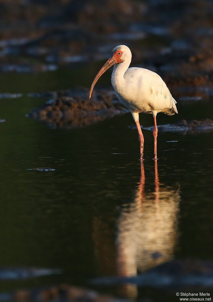 Ibis blanc