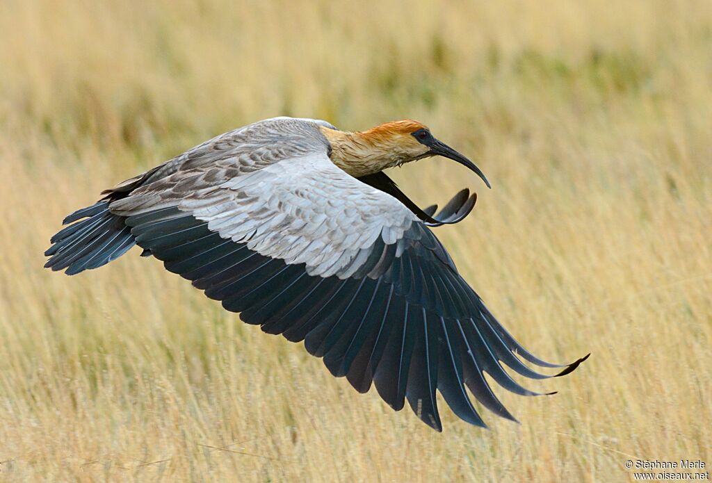 Andean Ibis