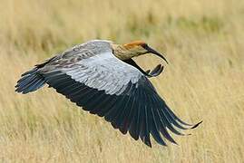 Andean Ibis