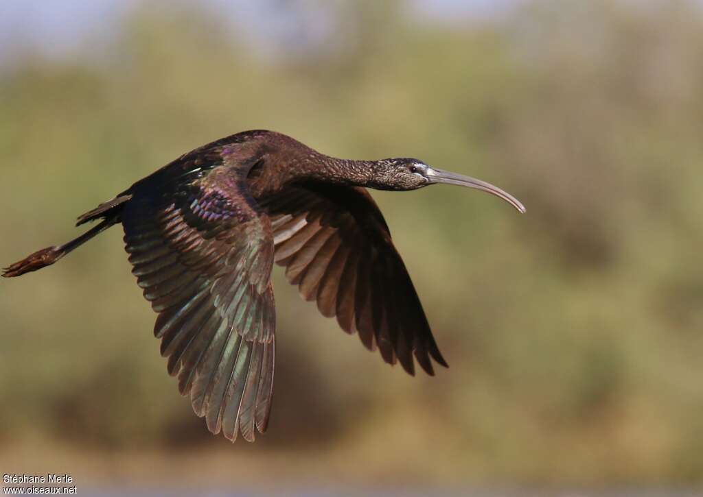 Ibis falcinelleadulte, Vol