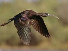 Glossy Ibis