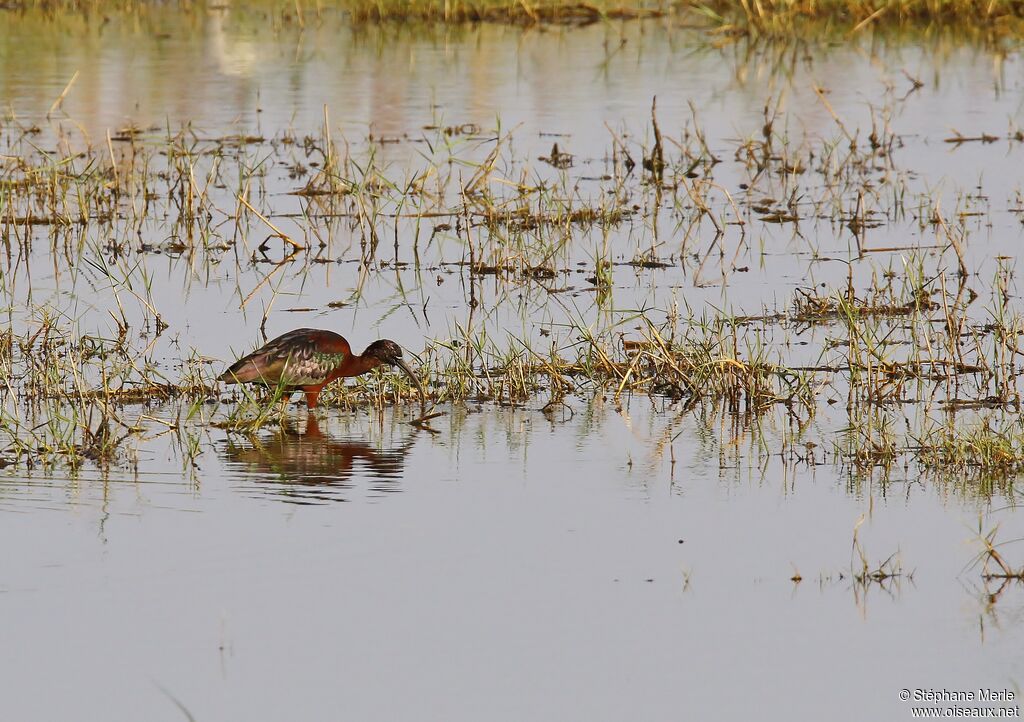 Ibis falcinelle