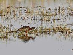 Ibis falcinelle