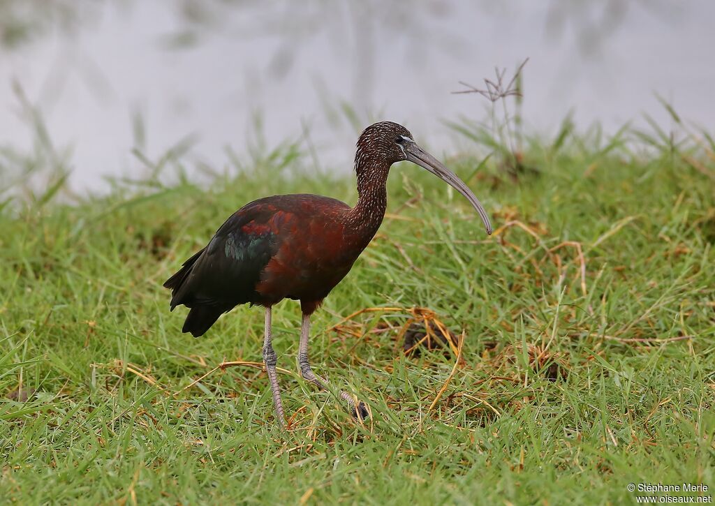 Ibis falcinelleadulte