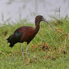 Ibis falcinelle