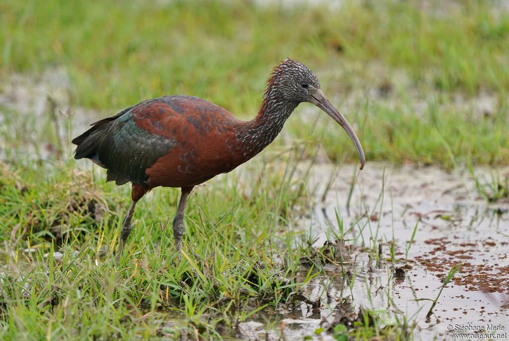 Ibis falcinelleadulte