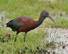 Glossy Ibis