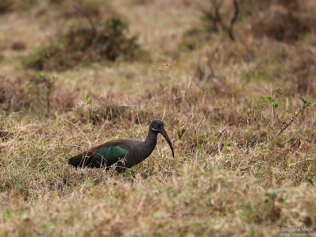 Ibis hagedashadulte