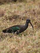 Hadada Ibis