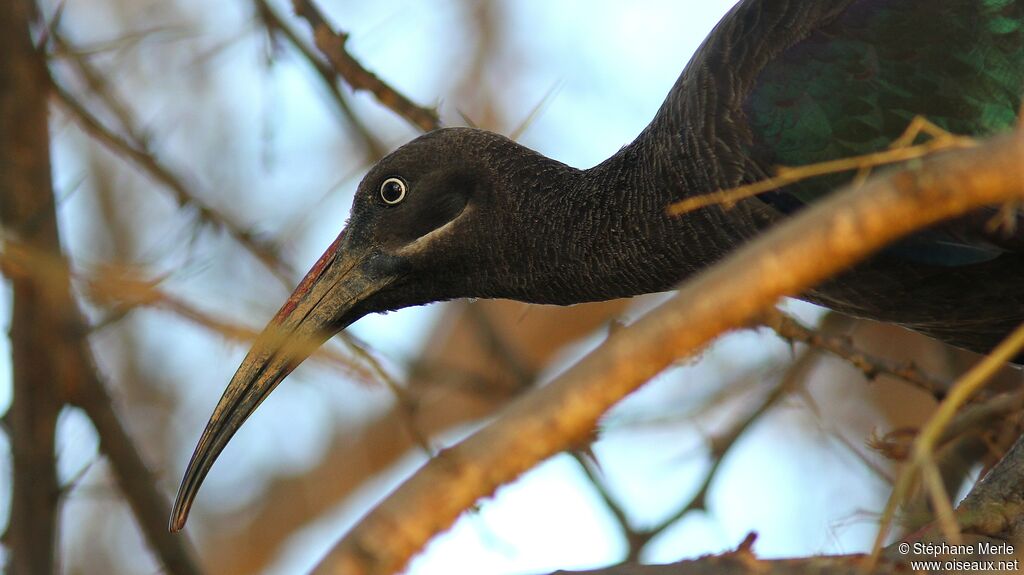 Hadada Ibis