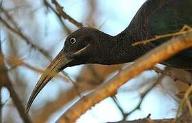 Hadada Ibis