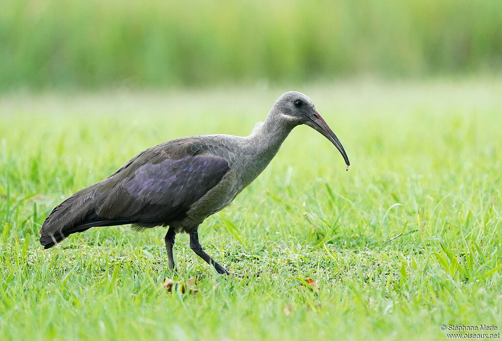 Hadada Ibis